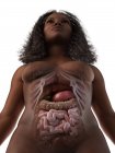 Anatomia addominale femminile e organi interni, illustrazione al computer . — Foto stock