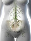 Ganglions lymphatiques abdominaux dans le corps féminin, illustration par ordinateur . — Photo de stock