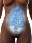 Órgãos abdominais femininos, secção média, ilustração digital . — Fotografia de Stock