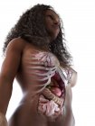 Órganos abdominales femeninos, ilustración informática . - foto de stock