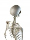 Anatomie des os squelettiques humains, illustration par ordinateur . — Photo de stock