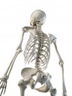 Anatomía de huesos de la espalda del esqueleto humano, ilustración por computadora . - foto de stock