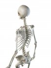 Anatomía de huesos de la espalda del esqueleto humano, ilustración por computadora . - foto de stock