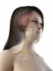 Mulher com excesso de peso com anatomia do cérebro visível, ilustração do computador . — Fotografia de Stock