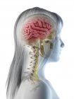 Vista laterale dell'anatomia del cervello femminile, illustrazione al computer . — Foto stock