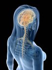 Нервная система с мозгом и нервами в абстрактном женском теле, компьютерная иллюстрация — стоковое фото