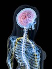 Sistema nervioso con cerebro y nervios en cuerpo femenino abstracto, ilustración por computadora - foto de stock