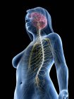 Nervensystem mit Gehirn und Nerven im abstrakten weiblichen Körper, Computerillustration — Stockfoto