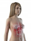Anatomie thoracique féminine et glandes mammaires, illustration numérique . — Photo de stock