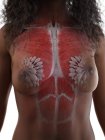 Anatomia do tórax feminino e glândulas mamárias, ilustração digital . — Fotografia de Stock