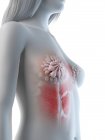 Anatomía del tórax femenino y glándulas mamarias, ilustración digital . - foto de stock