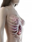 Anatomia toracica femminile e ghiandole mammarie, illustrazione digitale . — Foto stock
