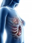 Анатомия грудной клетки и молочных желез, цифровая иллюстрация . — стоковое фото