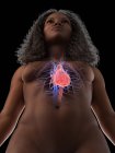Женское тело с видимым сердцем и сердечно-сосудистой системой, цифровая иллюстрация — стоковое фото