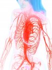 Серцево-судинна система у жіночому організмі, цифрова ілюстрація . — стокове фото