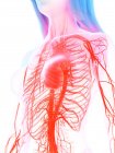 Herz-Kreislauf-System im weiblichen Körper, digitale Illustration. — Stockfoto