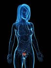 Болезненный мочевой пузырь в прозрачной модели женского тела, концептуальная иллюстрация . — стоковое фото