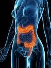Cuerpo femenino con colon enfermo, ilustración digital . - foto de stock