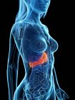 Жіноча анатомія з виділеною хворою печінкою, ілюстрація до комп 