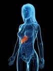 Anatomía femenina con hígado enfermo resaltado, ilustración por computadora . - foto de stock