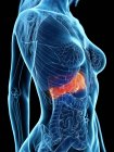 Женская анатомия с выделенной болезнью печени, компьютерная иллюстрация
. — стоковое фото