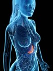 L'estomac malade dans le corps féminin abstrait, illustration numérique . — Photo de stock