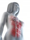 Muscoli addominali femminili e ghiandole mammarie, illustrazione al computer — Foto stock