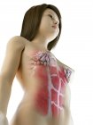 Músculos abdominales femeninos y glándulas mamarias, ilustración por computadora - foto de stock