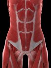 Muscles abdominaux féminins, illustration par ordinateur — Photo de stock