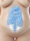 Organes abdominaux féminins, section médiane, illustration numérique . — Photo de stock