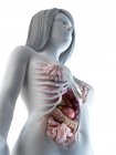 Organes abdominaux féminins, illustration par ordinateur . — Photo de stock