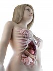 Female abdominal organs, computer illustration. — Stock Photo
