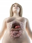 Órganos abdominales femeninos, ilustración informática . - foto de stock