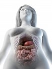 Órgãos abdominais femininos, ilustração computacional . — Fotografia de Stock
