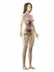 Modelo de cuerpo realista que muestra la anatomía femenina sobre fondo blanco, ilustración por computadora . - foto de stock