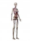 Реалістична скелетна модель, що показує жіночу анатомію на білому тлі, комп'ютерна ілюстрація . — стокове фото