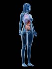 Modèle corporel réaliste montrant l'anatomie féminine sur fond noir, illustration par ordinateur . — Photo de stock