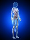 Реалістична модель тіла, що показує жіночу анатомію на синьому фоні, комп'ютерна ілюстрація . — стокове фото