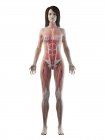 Modèle corporel réaliste montrant l'anatomie féminine des muscles, des glandes mammaires et des vaisseaux sanguins, illustration par ordinateur . — Photo de stock