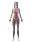 Realistisches Körpermodell mit weiblicher Anatomie von Muskeln, Brustdrüsen und Blutgefäßen, Computerillustration. — Stockfoto