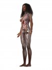 Реалистичная модель тела с женской анатомией на белом фоне, компьютерная иллюстрация . — стоковое фото