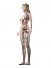 Реалістична модель тіла, що показує жіночу анатомію на білому тлі, комп'ютерна ілюстрація . — стокове фото