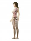 Реалістична модель тіла, що показує жіночу анатомію на білому тлі, комп'ютерна ілюстрація . — стокове фото