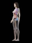 Modello di corpo realistico che mostra l'anatomia femminile su sfondo nero, illustrazione al computer . — Foto stock