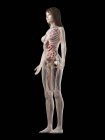 Modelo de cuerpo realista que muestra la anatomía femenina sobre fondo negro, ilustración por computadora . - foto de stock