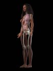 Modelo de cuerpo realista que muestra la anatomía femenina sobre fondo negro, ilustración por computadora . - foto de stock