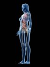 Modèle corporel réaliste montrant l'anatomie féminine sur fond noir, illustration par ordinateur . — Photo de stock