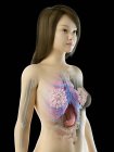 3D анатомічна модель, що показує внутрішні органи в жіночій анатомії, комп'ютерна ілюстрація . — стокове фото