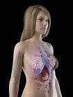 3d modelo anatômico mostrando órgãos internos na anatomia feminina, ilustração computacional . — Fotografia de Stock