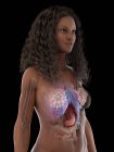 3d modelo anatômico mostrando órgãos internos na anatomia feminina, ilustração computacional . — Fotografia de Stock